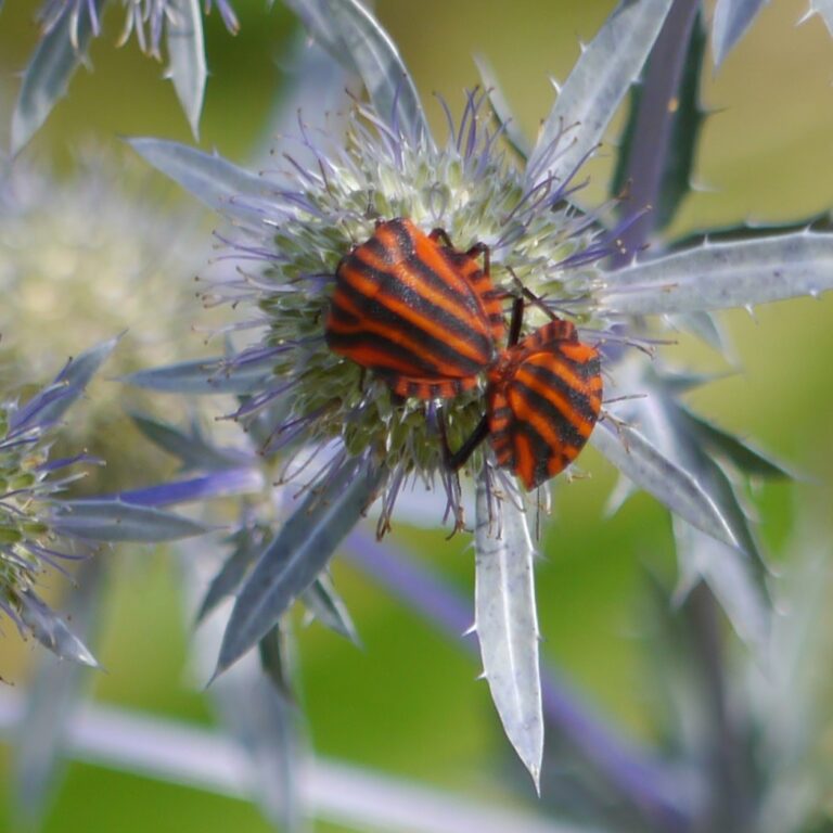 Naturnaher Garten