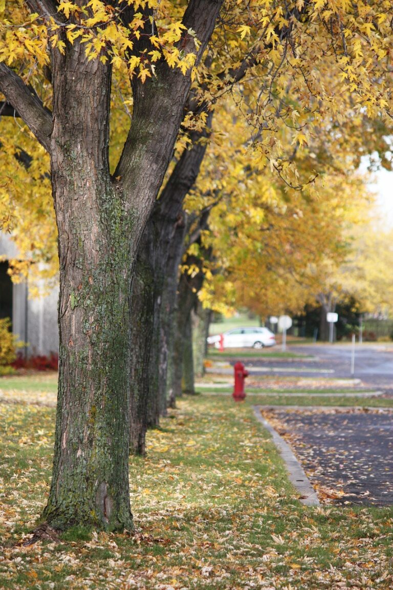 Baumscheiben – Parken